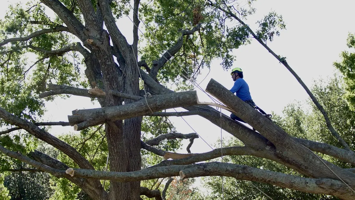 Professional Crown Thinning performed by certified arborists in Baxter