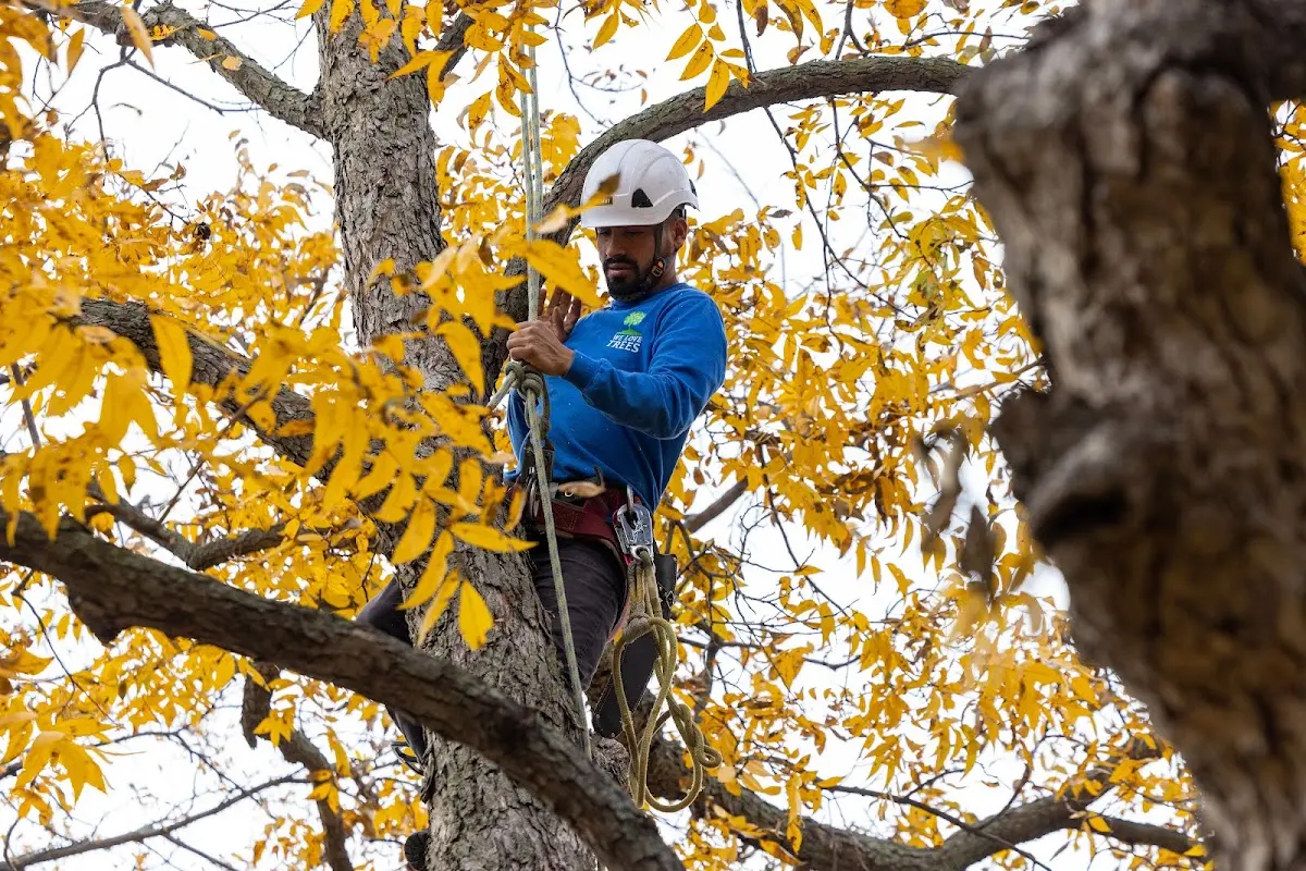 Skilled Storm Damage Cleanup crew working in Baxter